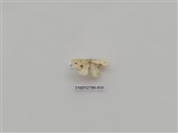 藏品(尺蛾245)的圖片